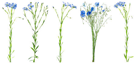 Set of different flax flowers isolated on white backgroundの写真素材