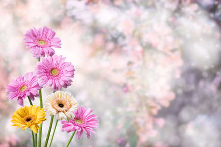 Spring gerbera flowers on beautiful background for your designの写真素材