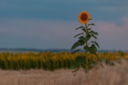 Summer landscape with lonely sunflower and beautiful evening sky, agricultural view, selective focusの写真素材