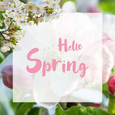 Seasonal nature background with cherry flowers and white sheet with Hello Spring lettering textの写真素材