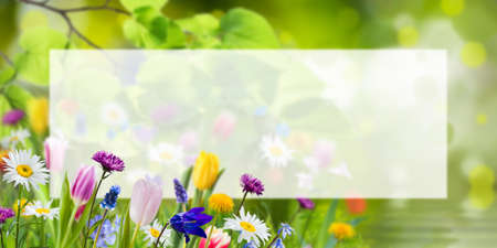 Spring nature background with wild flowers and white sheet for your textの写真素材