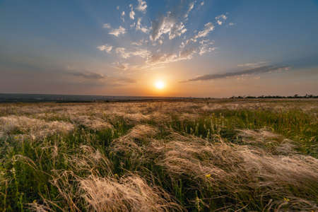 Summer landscape with beautiful sunset over feather grass in steppeの写真素材