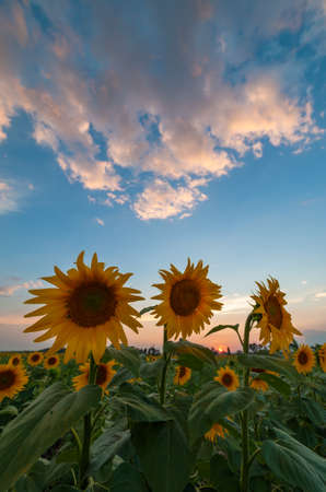 Agricultural summer landscape with sunflowers field and beautiful evening sky, natural viewの写真素材