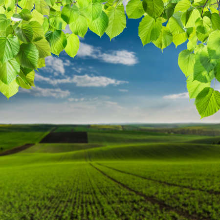 Summer card with green leaves on branch and fields on hills, selective focusの写真素材