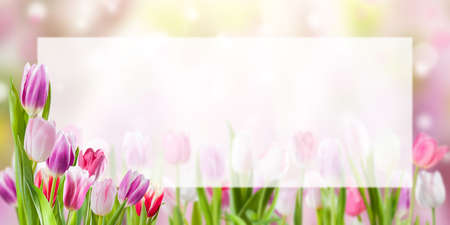 Spring nature background with tulip flowers and white sheet for your textの写真素材