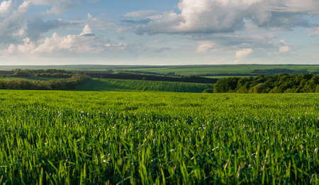 Summer landscape with green fields to horizon in lowlandの写真素材