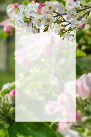 Spring nature background with cherry flowers and white sheet for your textの写真素材