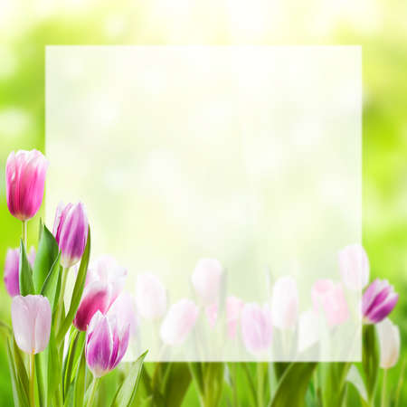 Spring nature background with tulip flowers and white sheet for your textの写真素材