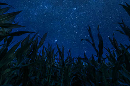 Farm landscape with corn field and night sky with starsの写真素材