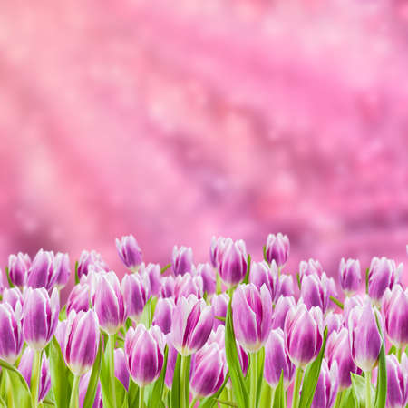 Spring card with tulip flowers and place for your textの写真素材