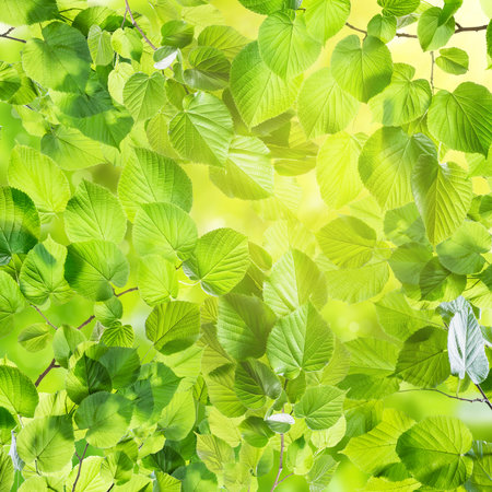 Spring green card with beautiful leaves on branch and place for your textの写真素材