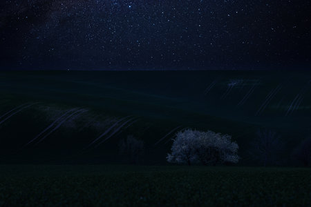 Night landscape with blooming trees on a green field and stars in skyの写真素材