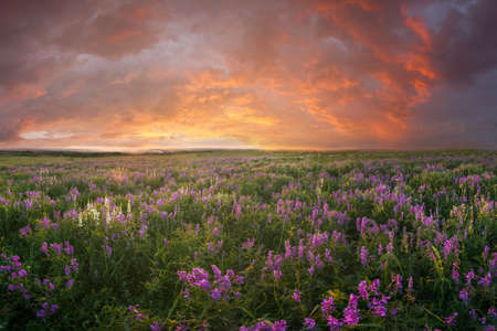 Beautiful landscape with majestic decline over spring flowers meadowの写真素材