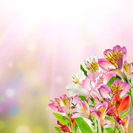Spring card with alstroemeria flowers on beautiful background for your designの写真素材