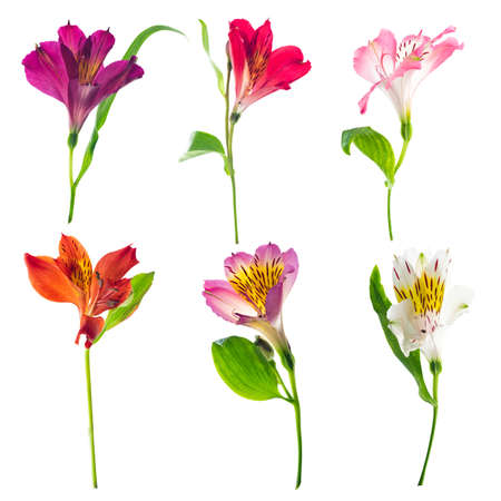 Set of different alstroemeria flowers isolated on white backgroundの写真素材