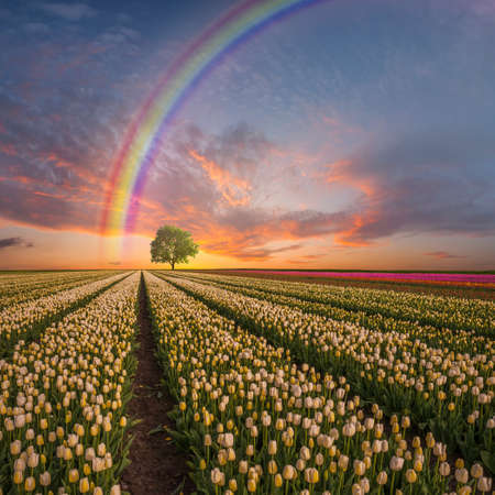 Traditional landscape with tulip fields and rainbow, beautiful spring flowers and majestic sky.の写真素材