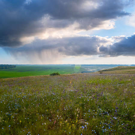 Summer landscape with beautiful flowers on meadow and rain in skyの写真素材