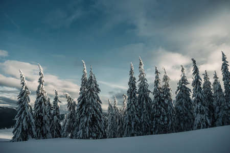 Beautiful winter landscape with snowy wood, Christmas view. Retro stylization, vintage film filterの写真素材
