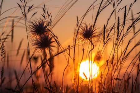 Summer view with sun on sunrise and silhouette of flowers and grassの写真素材
