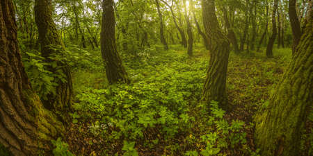 Beautiful summer landscape with foggy morning in magic forest with old big treesの写真素材