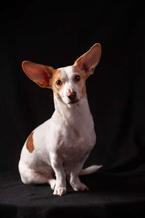 Half-breed of Jack Russell terrier with big ears studio photo on black backgroundの写真素材