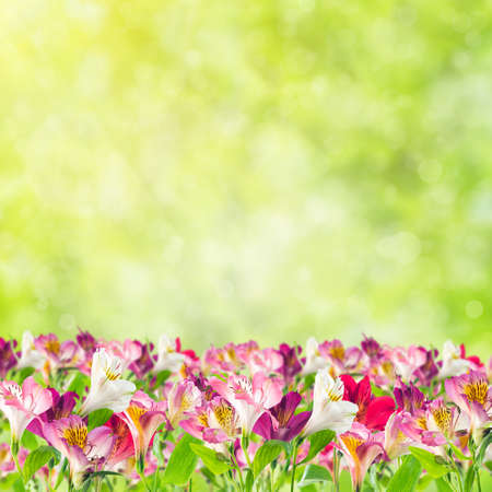 Spring background with alstroemeria flowers for design your greetings cardの写真素材