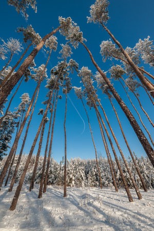 Winter day with white snow in forest and blue sky on landscapeの写真素材