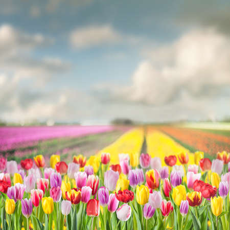 Landscape with big tulips field and majestic sky on sunny dayの写真素材