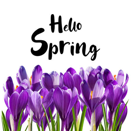 Crocus flowers and Hello spring lettering text isolated on white background for your designの写真素材