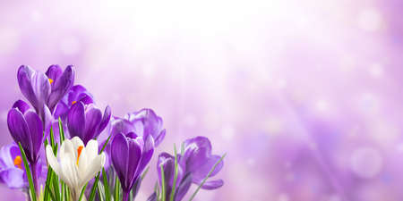 Spring holiday purple background with crocus flowersの写真素材