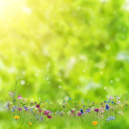 Sunny spring floral meadow with beautiful wild flowers in green grass and place for your textの写真素材