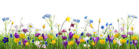 Beautiful spring meadow with many different wild flowers isolated on white backgroundの写真素材