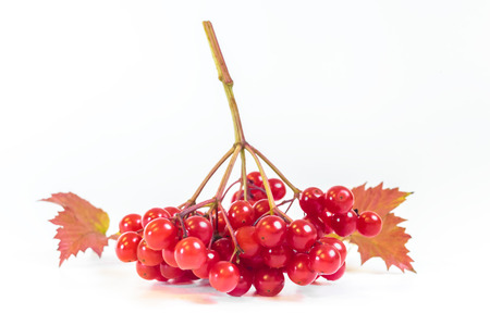 Berries of red Viburnum with leavesの写真素材