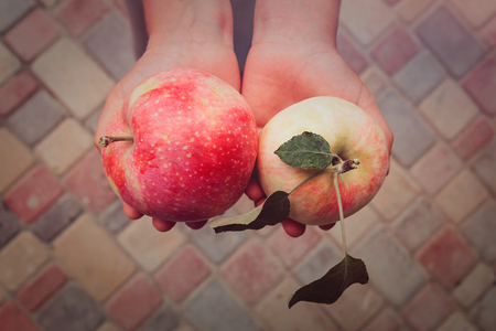 Organic fruit and vegetables. Farmers hands with freshly harvested applesの写真素材