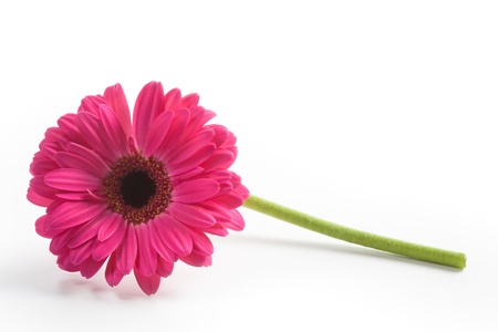 Gerbera daisy flower on white backgroundの写真素材
