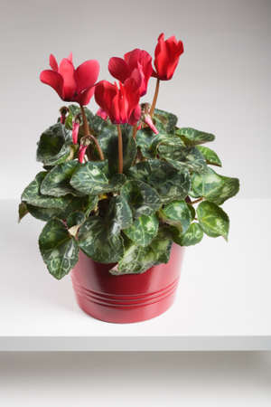 Red Cyclamen arranged on white shelfの写真素材