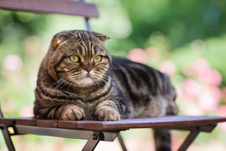 Portrait of cat lying on chair in a gardenの写真素材