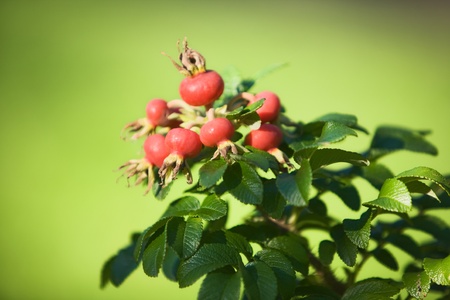 Red rose hips on bush in sunlightの写真素材