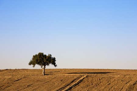 Pine tree, Pinus Brutia, in farmland, Turkey, near Denizliの写真素材