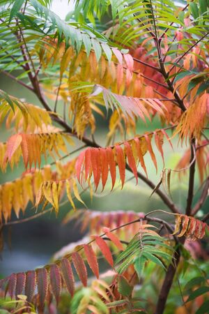 Fall colors of staghorn sumac, rhus tuphina, leavesの写真素材