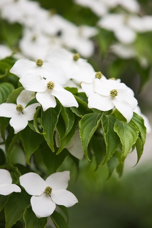 White Kousa Dogwood flowers, Cornus Kousa, Japanese Flowering Dogwood, in a spring park, close-upの写真素材