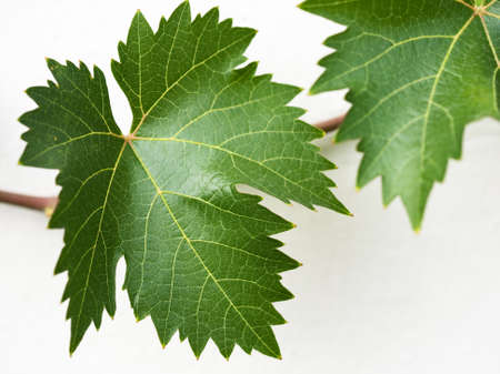 Close-up of grape leaves with tendril on white wallの写真素材