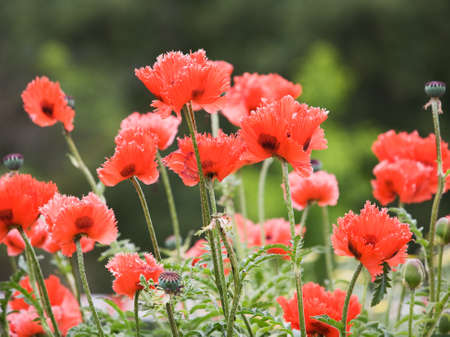 Flowering Oriental poppy, papaver orientale, Tuerkenlouis, in gardenの写真素材