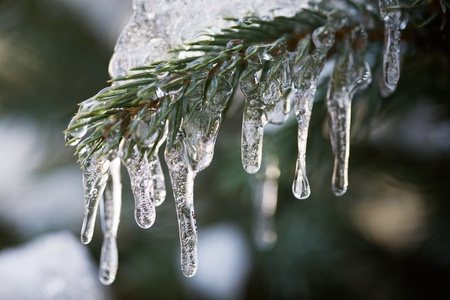 Icicles in the Fir Branchの写真素材