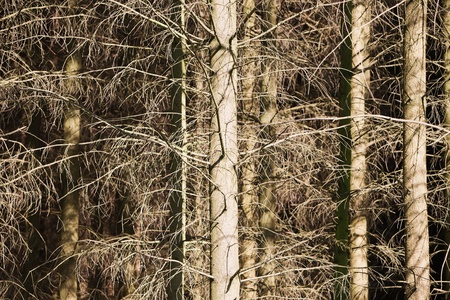 Dead trees in forest, front view