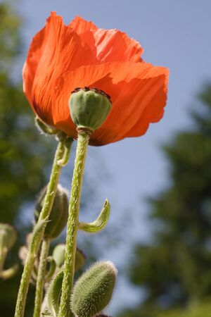 Blossoming red poppy and budsの写真素材