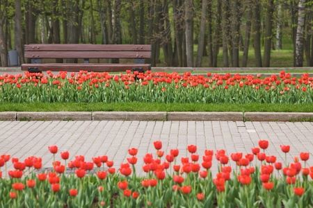 Spring park with red tulips and benchの写真素材