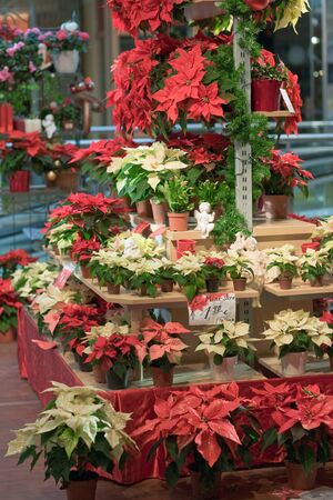 Display with red and yellow poinsettiasの写真素材