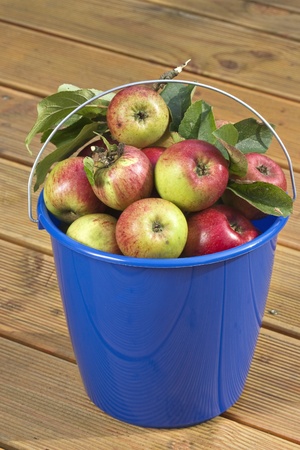 Apples in a blue bucketの写真素材
