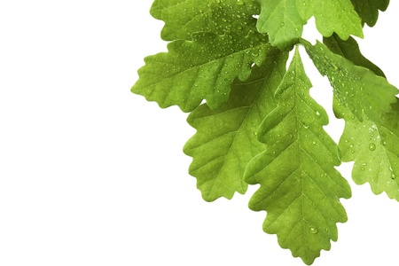 Leaves of oak tree with water dropsの写真素材
